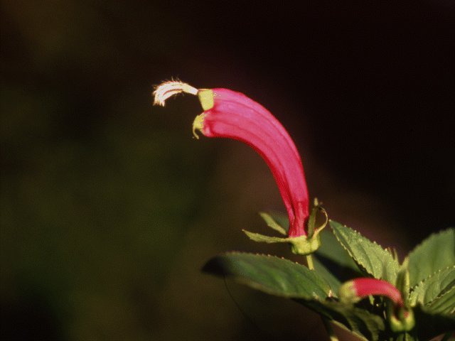 Photos - Nature - 027